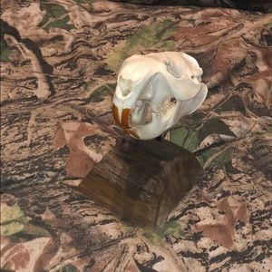 Bob cat skull beaver skull